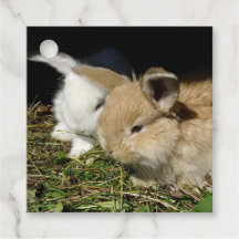 Kute, små fluffy bunnies