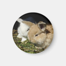 Kute, små fluffy bunnies