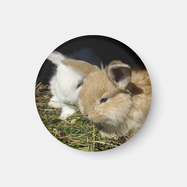 Kute, små fluffy bunnies magnet (Framsidan)
