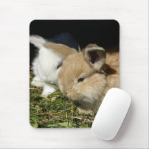 Kute, små fluffy bunnies