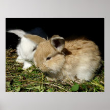Kute, små fluffy bunnies