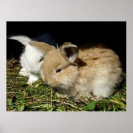 Kute, små fluffy bunnies poster