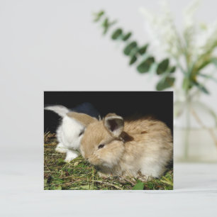 Kute, små fluffy bunnies vykort