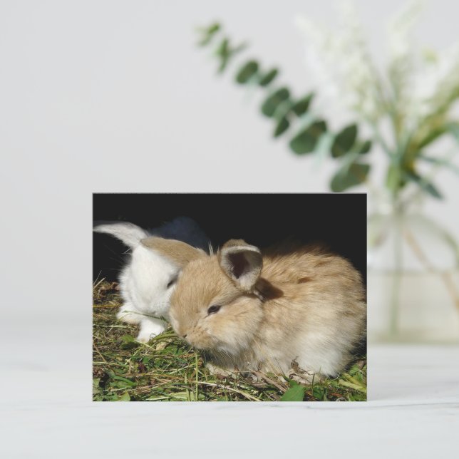 Kute, små fluffy bunnies vykort (Stående Fram)