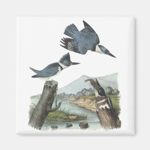 Kuten Kingfisher, John Audubon Magnet