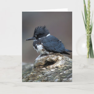Kuten Kingfisher Kort