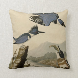 Kuten Kingfisher Kudde