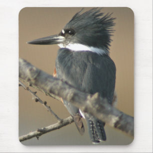 Kuten Kingfisher Musmatta