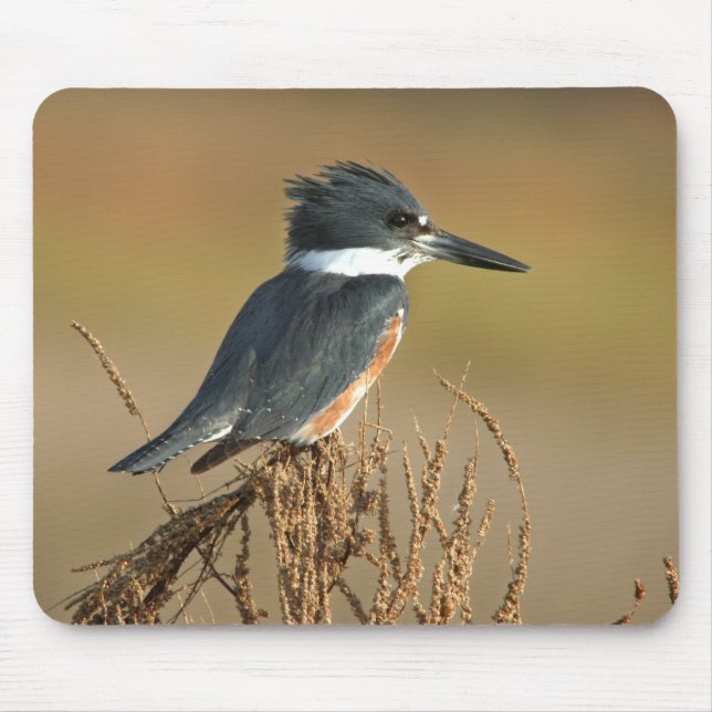 Kuten Kingfisher Musmatta (Framsidan)