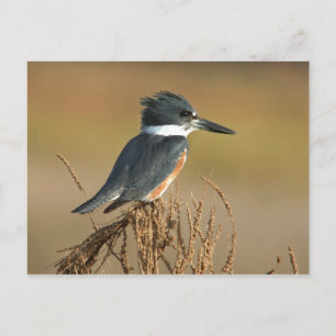 Kuten Kingfisher Vykort