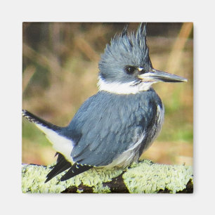 Kuten Kingfishermagnet Magnet