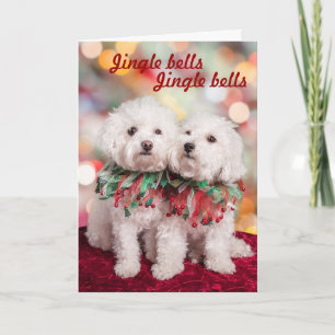 Kutest Bichon Frise hundar julkort Helgkort