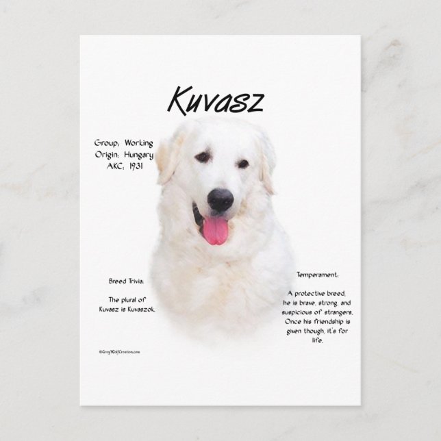 Kuvasz-historikdesign Vykort (Framsida)