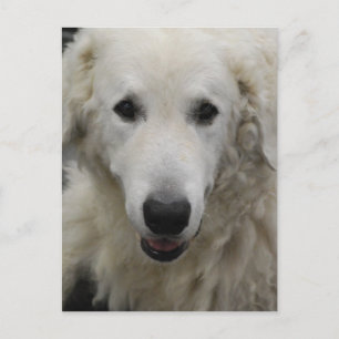 Kuvasz Hund aveln vykort
