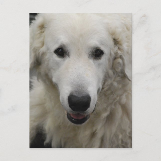 Kuvasz Hund aveln vykort (Framsida)