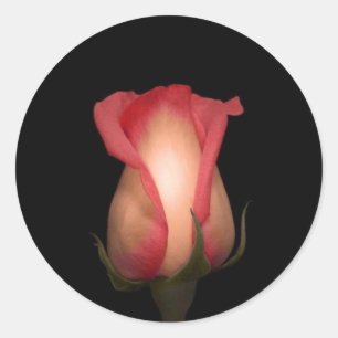 Kuvertförseglingar rosa ros runt klistermärke