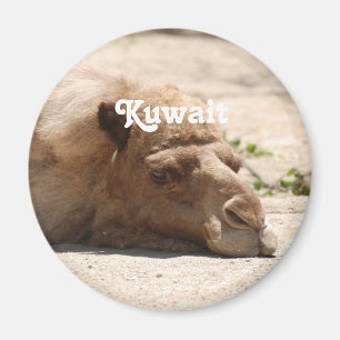 Kuwait kamel magnet