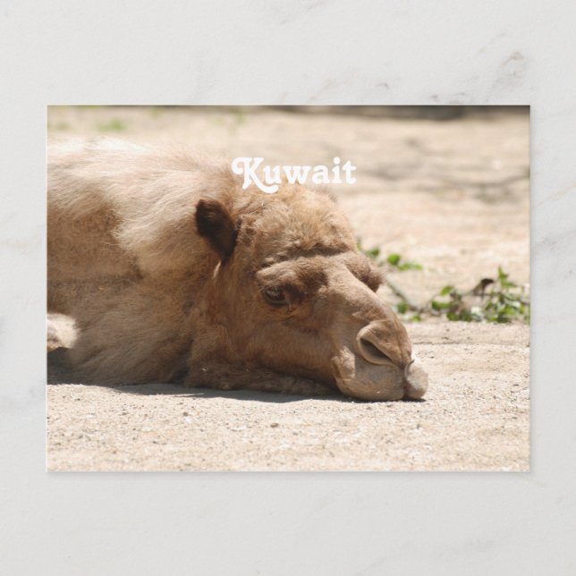Kuwait Kamel Vykort (Framsida)
