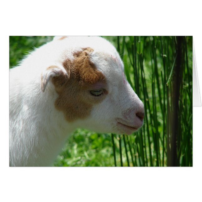 Kvadrat Hälsningskort (Framsidan Horizontal)