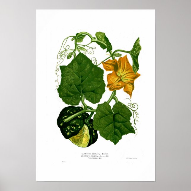 Kvadrat Poster (Framsidan)