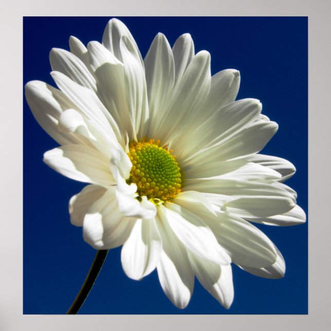 Kvadratisk Daisy Poster (Framsidan)