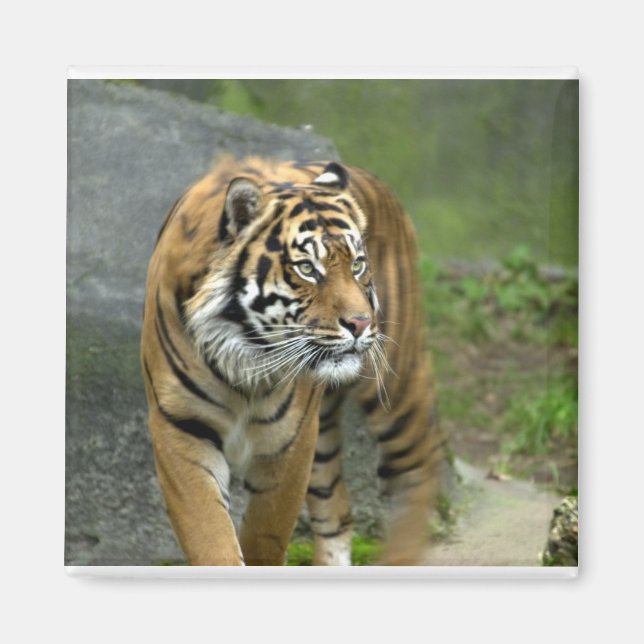 Kvadratisk magnet (Framsidan)