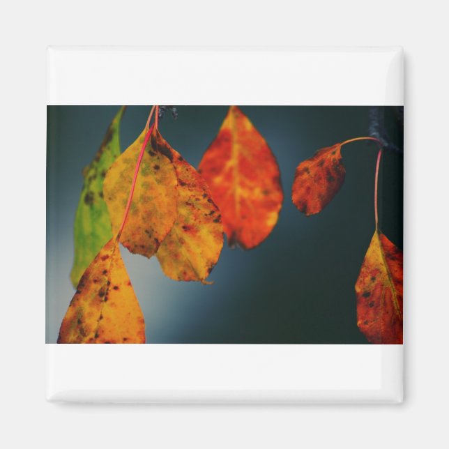 Kvadratisk magnet (Framsidan)