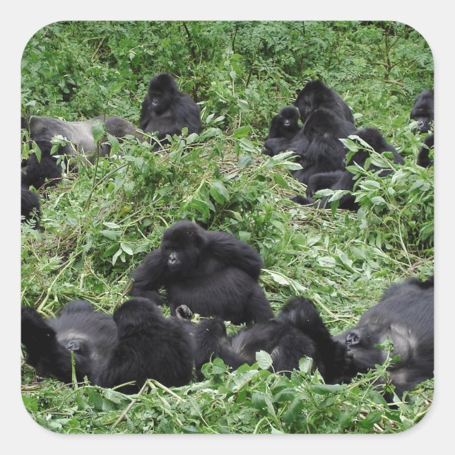 Kvadratiskt dekal för bergsgorillagrupp fyrkantigt klistermärke (Framsida)