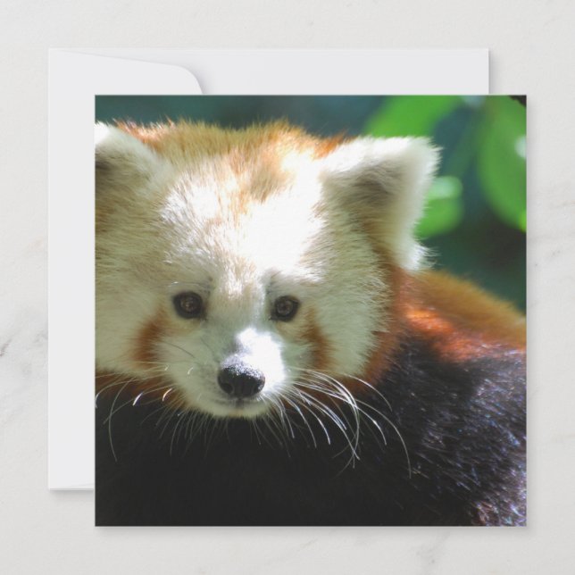 Kvadrera den skräddarsy inbjudan - (Framsida)