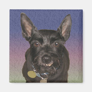 "Kvadrerar Oscar" magneten Magnet