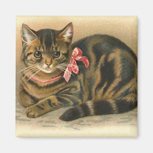 "Kvadrerar tabby katt" magneten Magnet