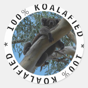 Kvalificerad Koalafied Cute Funny Koala i Träd Runt Klistermärke