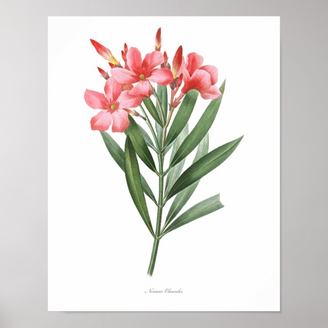 KVALITETSHÖGSTA botaniska utskrift av Oleander Poster (Framsidan)