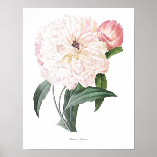 KVALITETSKVALITETEN Botaniskt tryckt på Peony Poster (Framsidan)