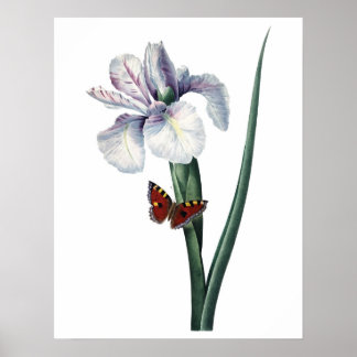 KVALITETSUTskrift av iris för botaniskt PREMIUM Poster