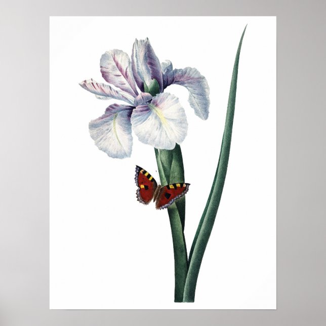 KVALITETSUTskrift av iris för botaniskt PREMIUM Poster (Framsidan)