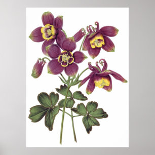 KVALITETSUTskrift av kolumbiner i botaniskt PREMIU Poster