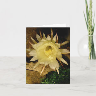 KVÄLL BLOOMING CEREUS KORT