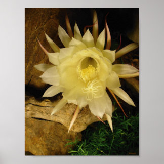 KVÄLL BLOOMING CEREUS POSTER