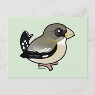 KVÄLL Grosbeak (f) Vykort