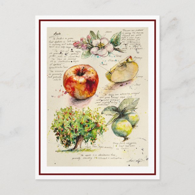 KVÄLL målad illustration av äpple Vykort (Framsida)