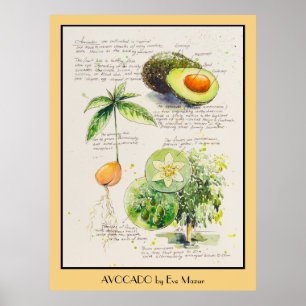 KVÄLL målade avokado botaniska illustration Poster