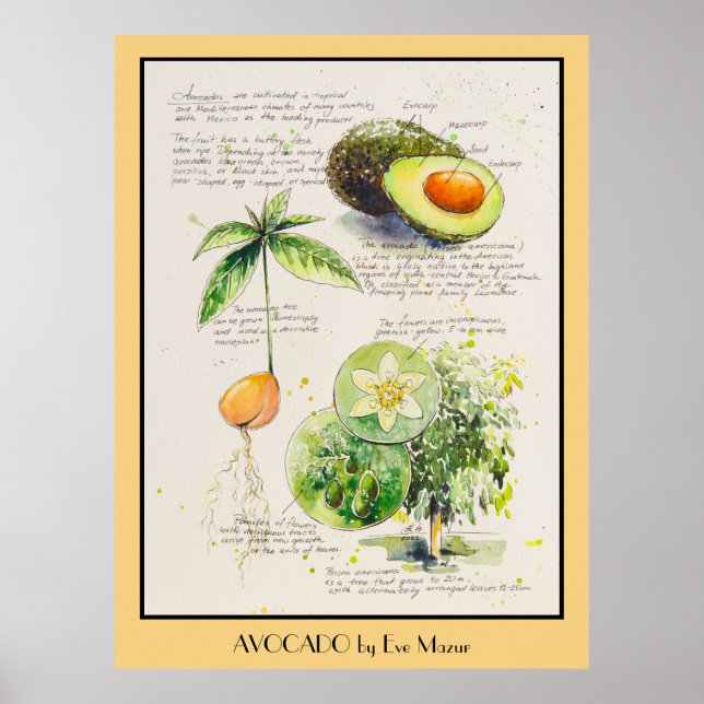 KVÄLL målade avokado botaniska illustration Poster (Framsidan)