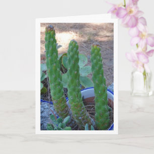 Kväll Pin Cactus Kort