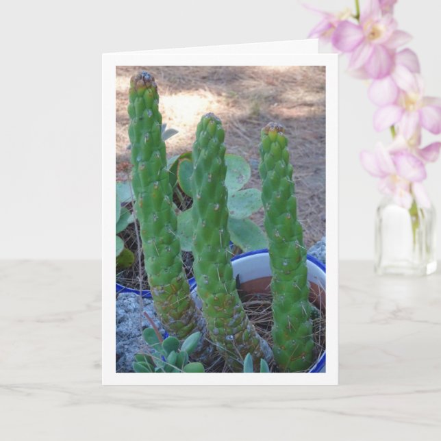 Kväll Pin Cactus Kort (Orkide)