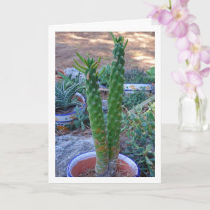 Kväll Pin Cactus Kort