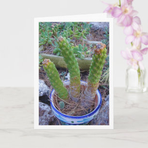 Kväll Pin Cactus Kort