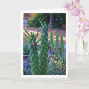 Kväll Pin Cactus Plants Kort