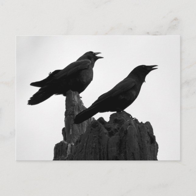 Kvällsamtal Vykort (Framsida)