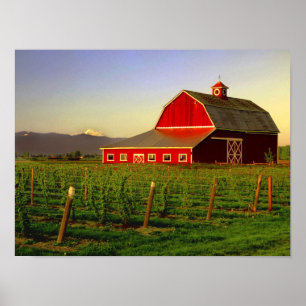 Kvällssol på en lada i Washingtons Skagit Poster